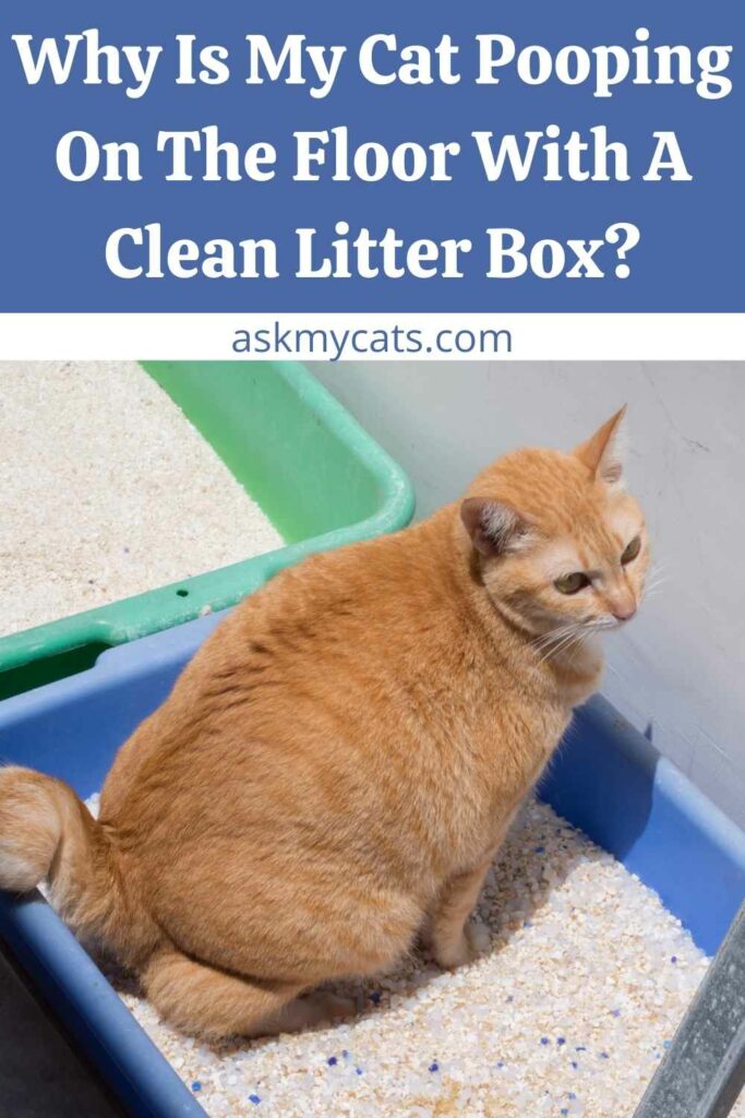 Why Is My Cat Pooping On The Floor With A Clean Litter Box?