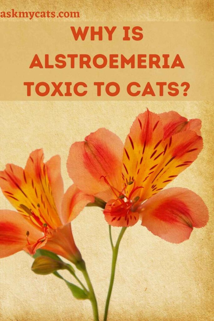 Why is Alstroemeria Toxic To Cats?