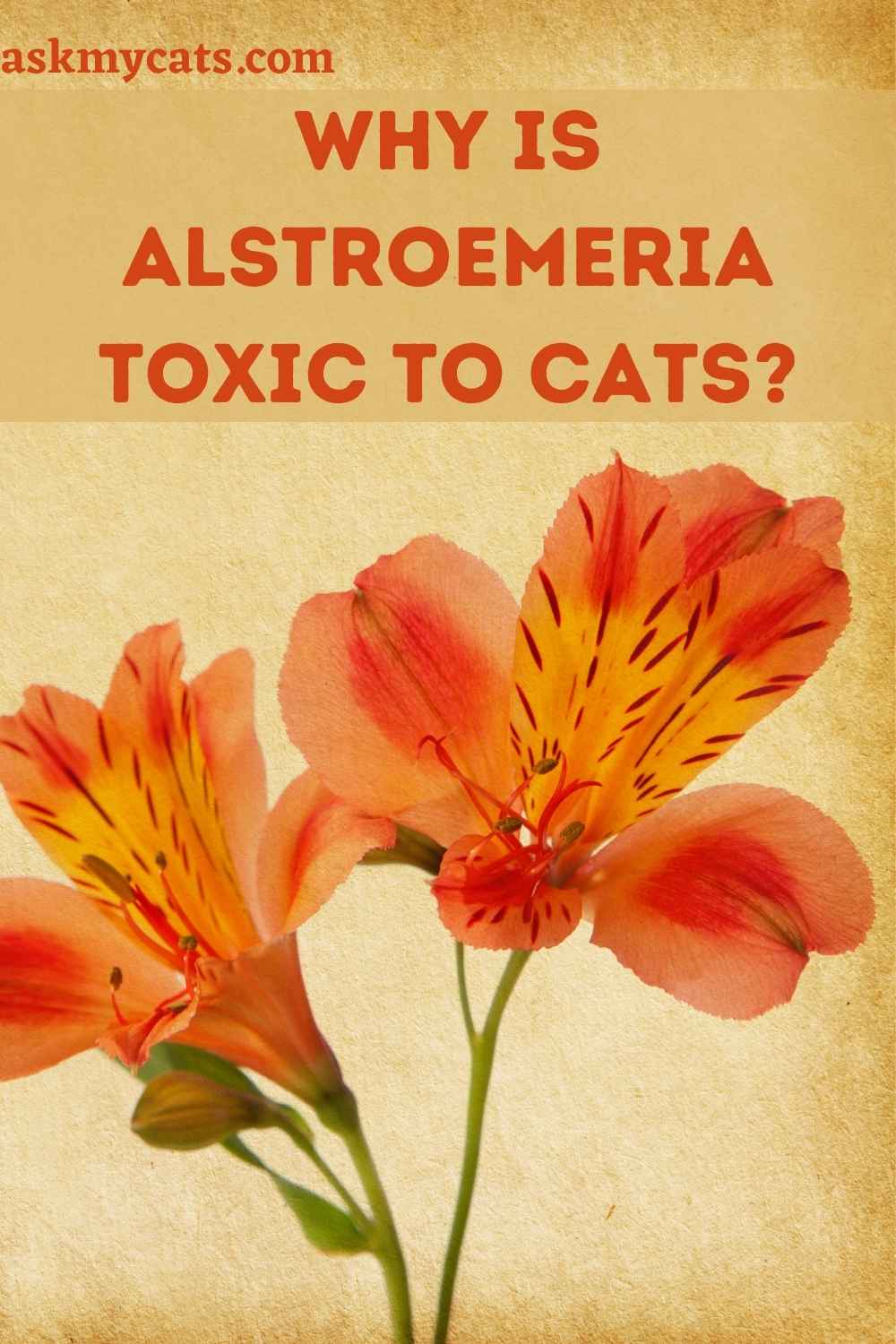 Are Alstroemeria Poisonous To Cats?