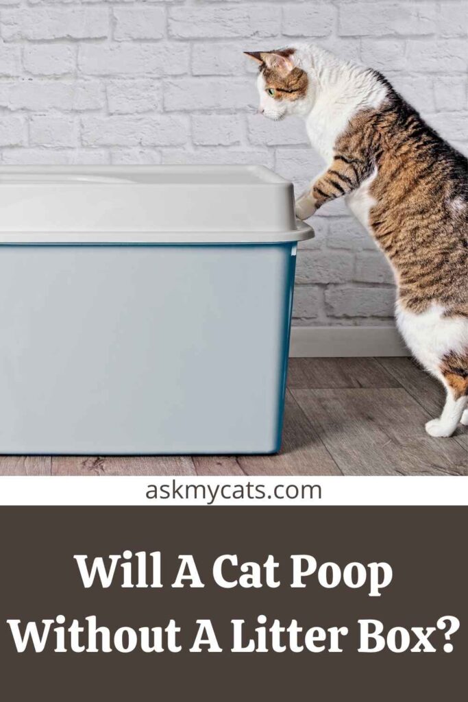 Will A Cat Poop Without A Litter Box?