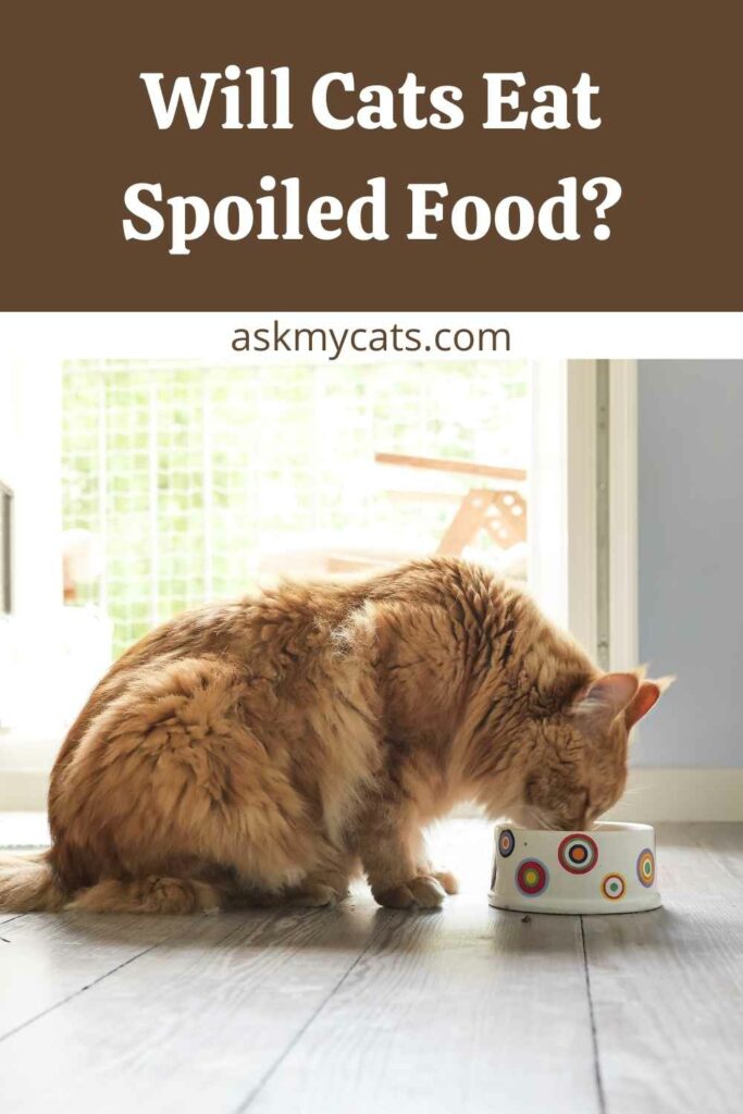 Will Cats Eat Spoiled Food?