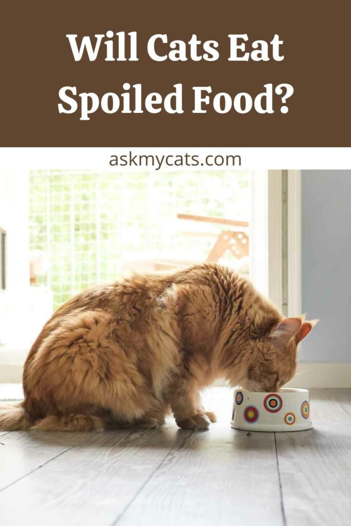 Cat ate 2025 spoiled wet food