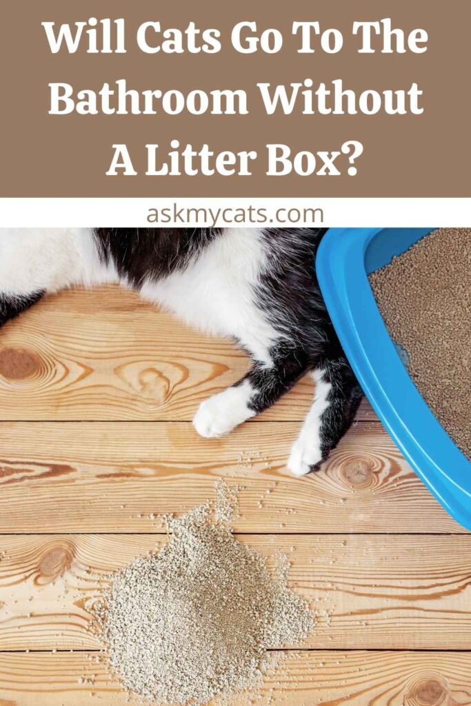Will Cats Go To The Bathroom Without A Litter Box?