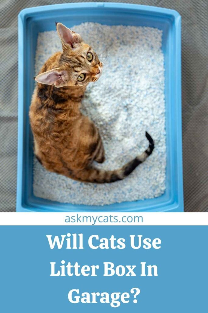 Will Cats Use Litter Box In Garage?