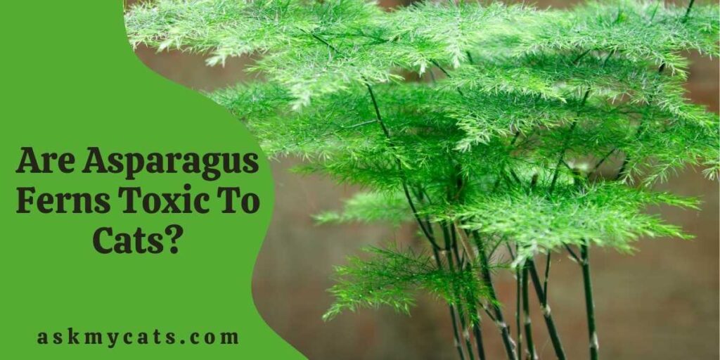 Are asparagus ferns hot sale poisonous to dogs