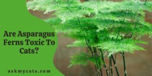 Are Asparagus Ferns Toxic To Cats?