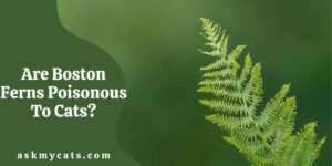 Are Boston Ferns Poisonous To Cats?