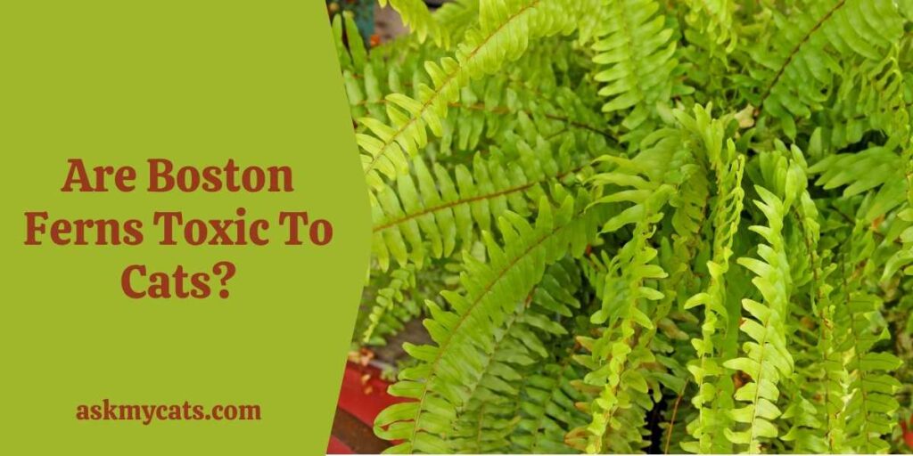 Are Boston Ferns Toxic To Cats?