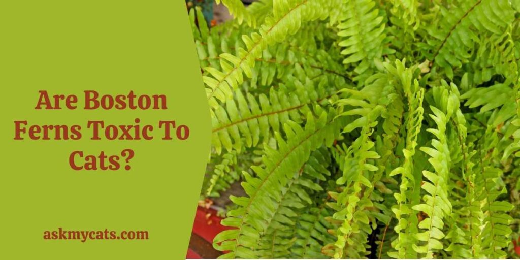 Are Boston Ferns Poisonous To Cats?