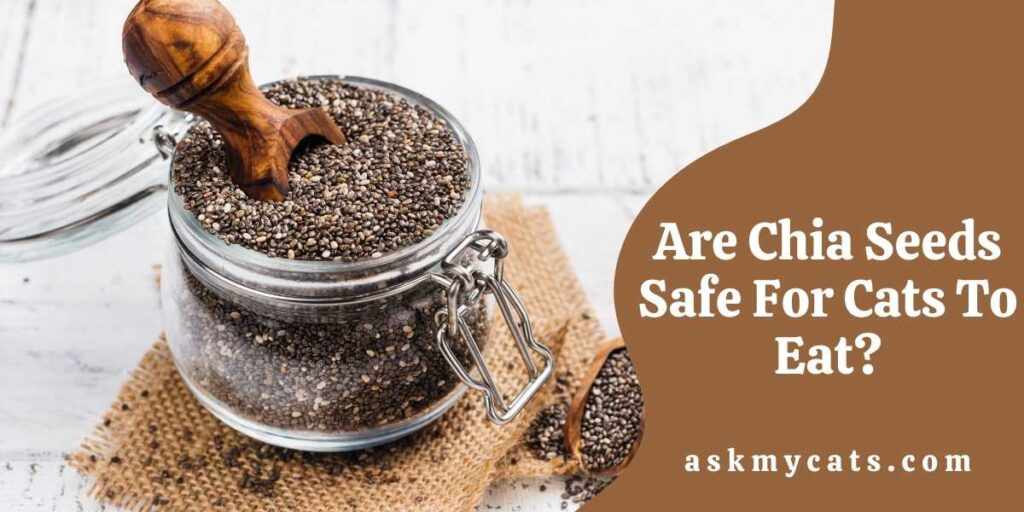 Are Chia Seeds Safe For Cats To Eat?