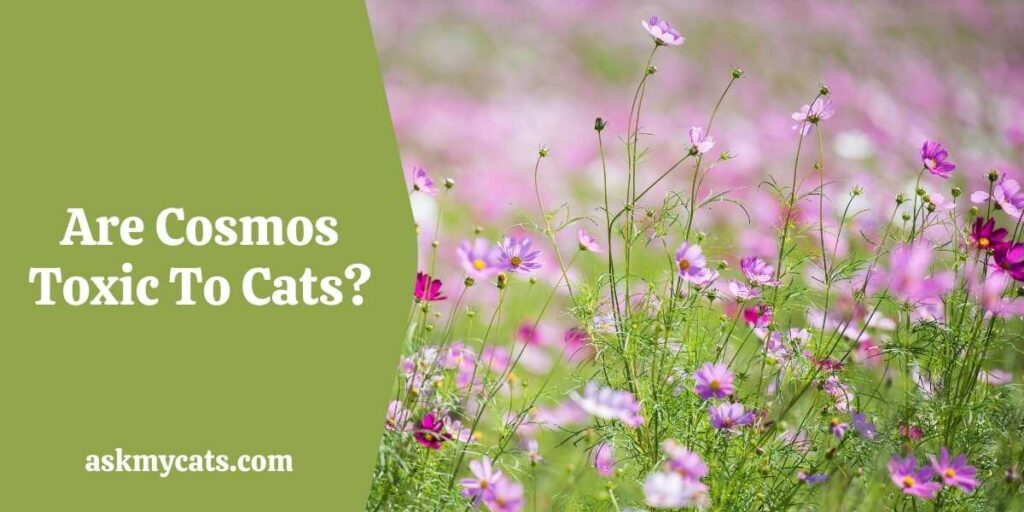 Are Cosmos Toxic To Cats?