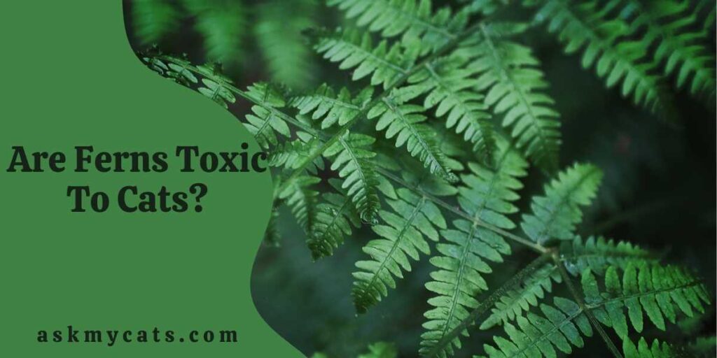 Are Ferns Toxic To Cats? What To Do If Cat Has Ingested Fern?