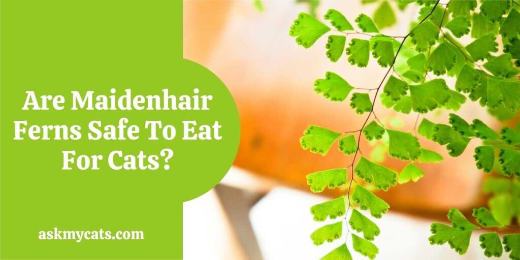 Are Maidenhair Ferns Safe To Eat For Cats?