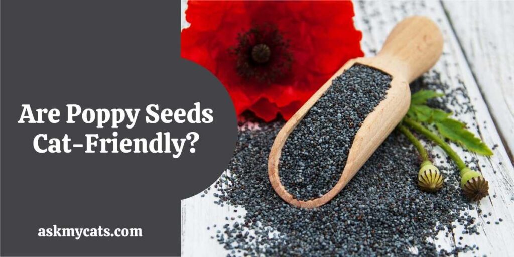 Can Cats Eat Poppy Seeds? How To Treat Poppy Poisoning In Cats?
