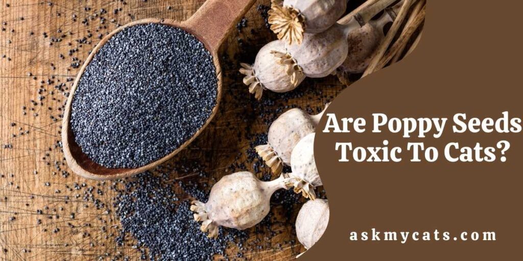 Are Poppy Seeds Toxic To Cats?