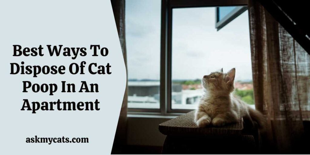 Best Ways To Dispose Of Cat Poop In An Apartment