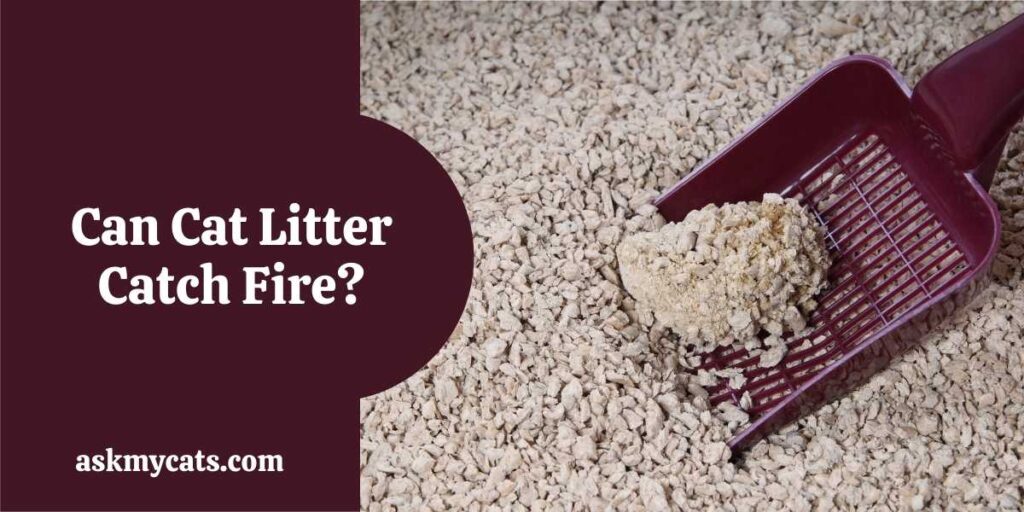 Can Cat Litter Catch Fire?