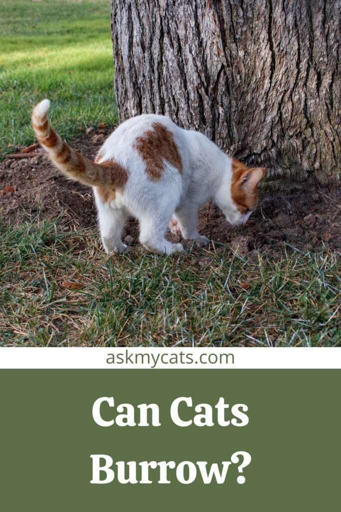 Can Cats Burrow?