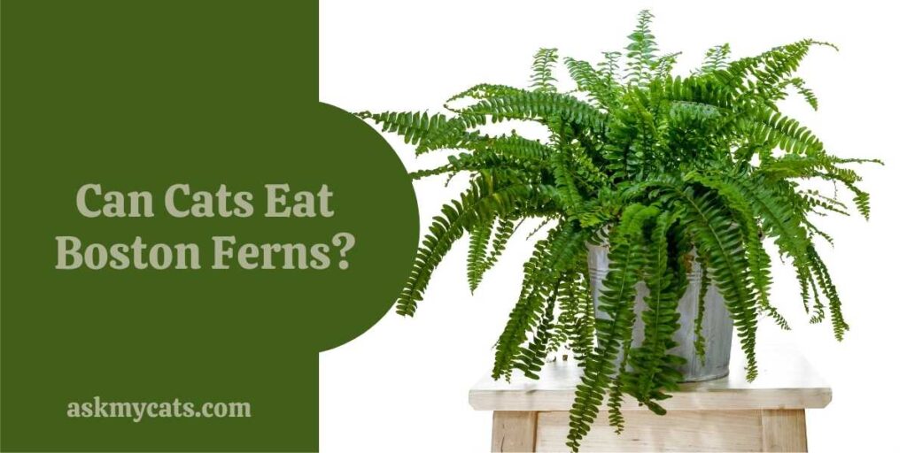Can Cats Eat Boston Ferns?