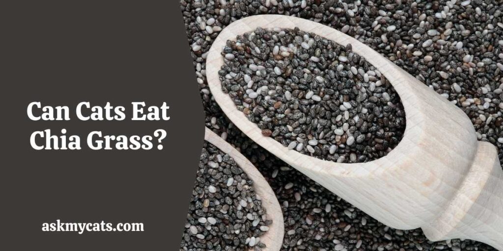 Can Cats Eat Chia Grass?