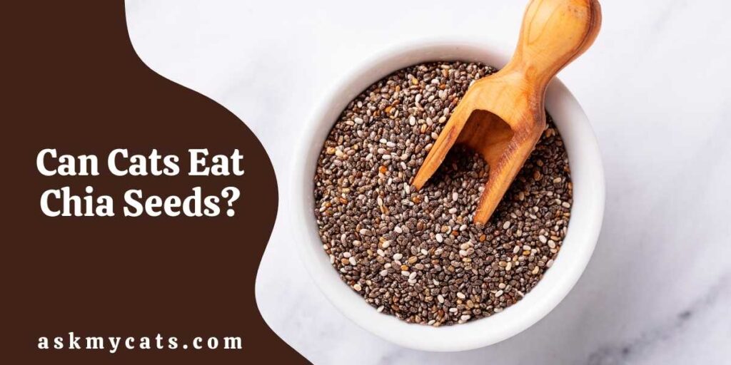 Can Cats Eat Chia Seeds?