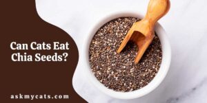 Can Cats Eat Chia Seeds? How To Feed Cats Chia Seeds?