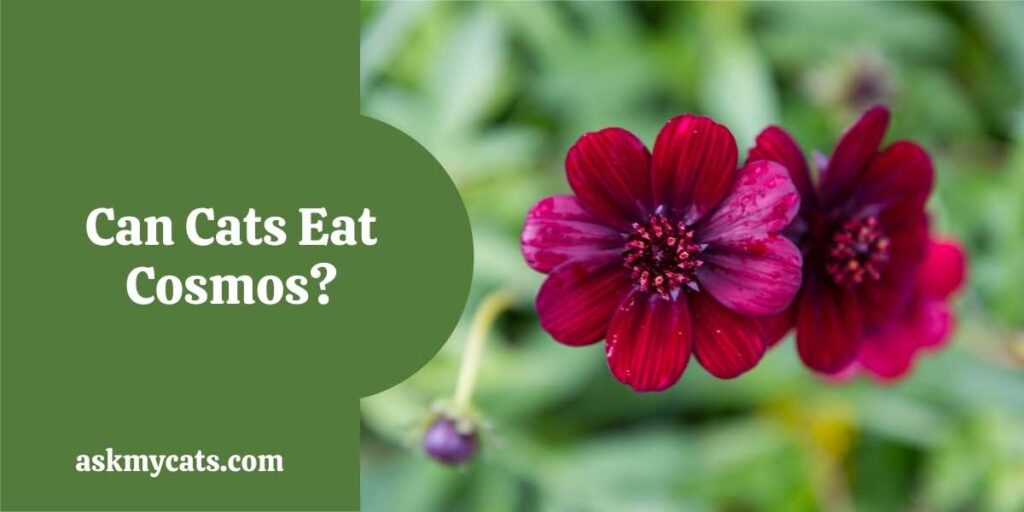 Can Cats Eat Cosmos?