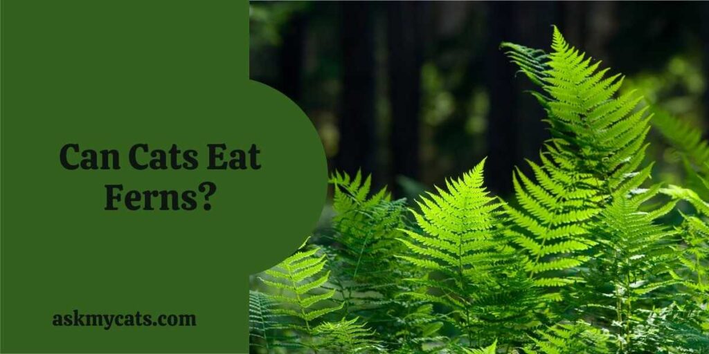 Can Cats Eat Ferns?