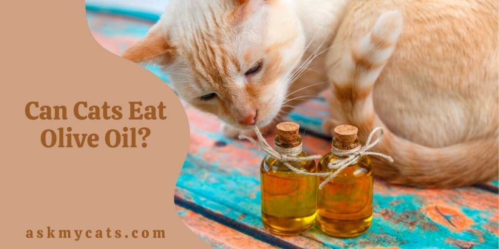 Can Cats Eat Olive Oil?