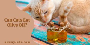 Can Cats Eat Olive Oil? Benefits Of Feeding Cat Olive Oil