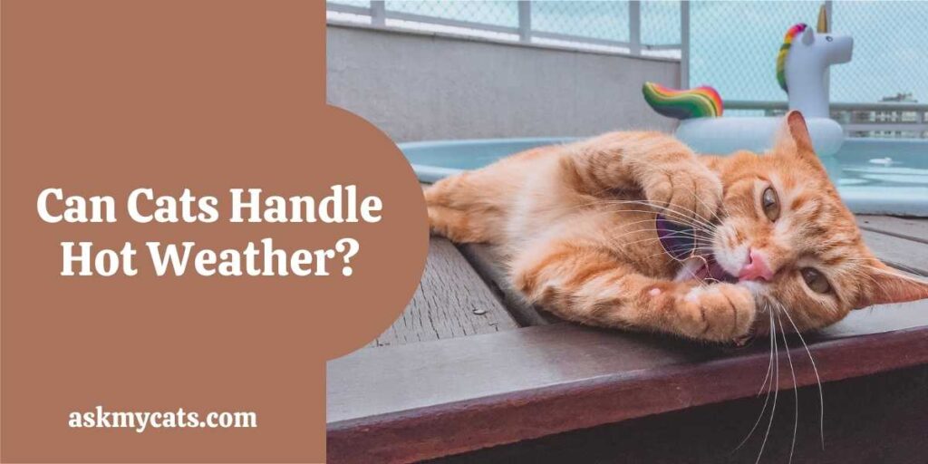 Can Cats Handle Hot Weather?