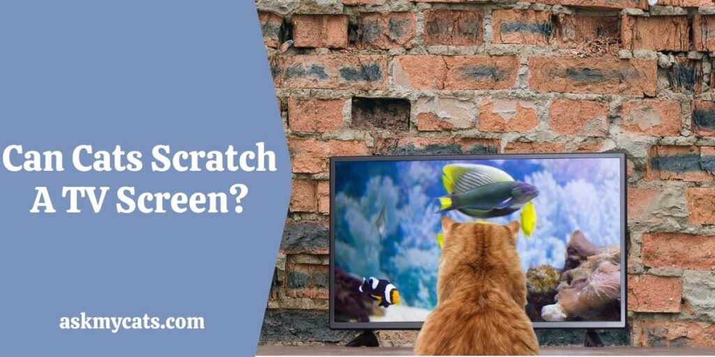 Can Cats Scratch A TV Screen?