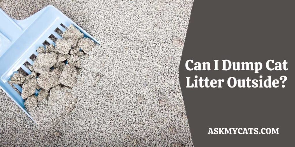 Can I Dump Cat Litter Outside?