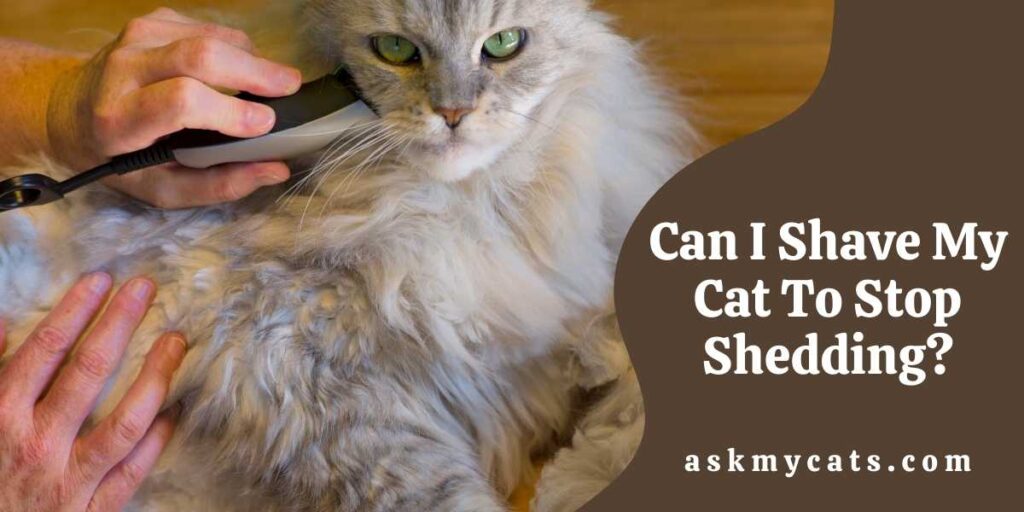 Can I Shave My Cat To Stop Shedding?