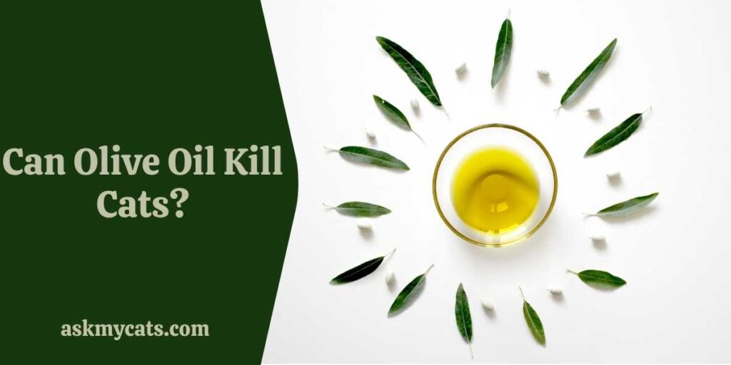 Can Olive Oil Kill Cats?