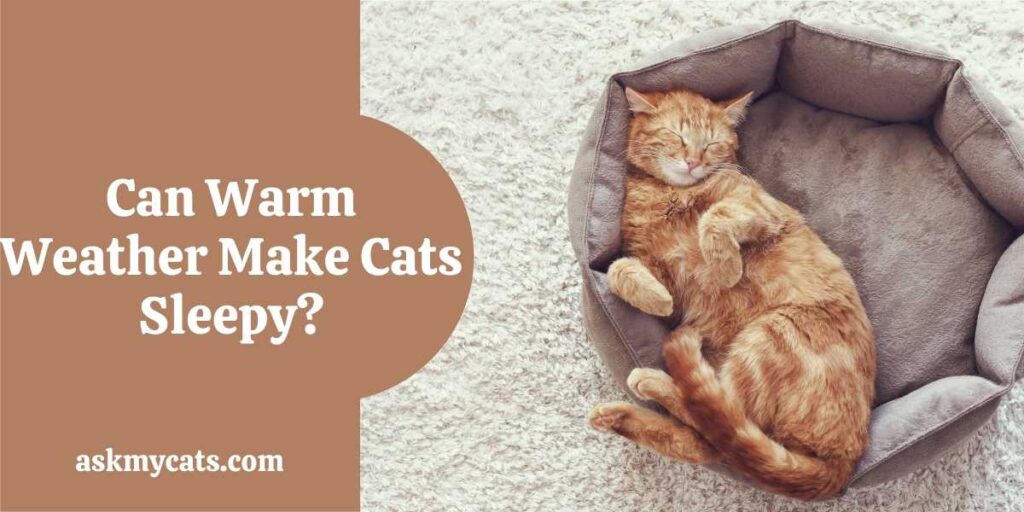 Can Warm Weather Make Cats Sleepy?