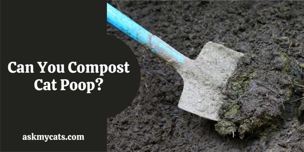 Can You Compost Cat Poop?