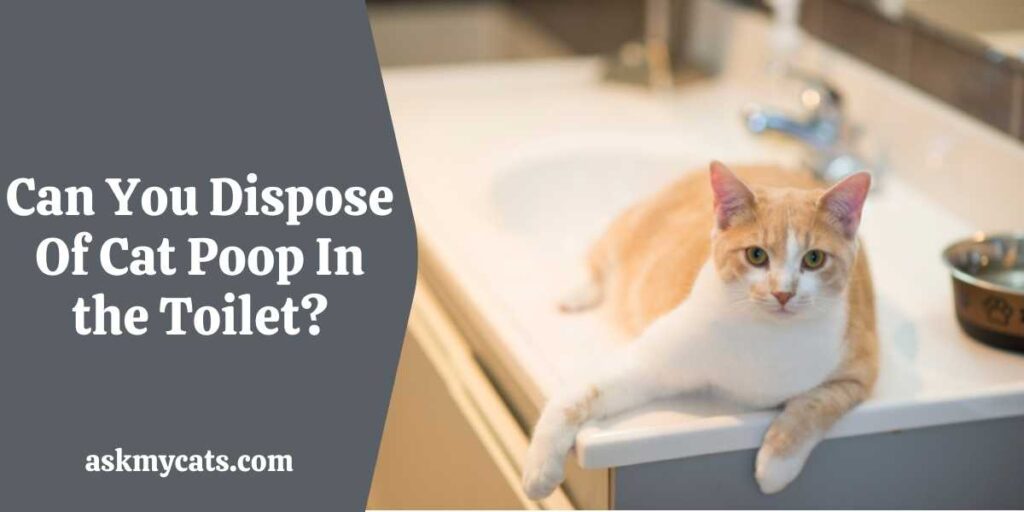 Can You Dispose Of Cat Poop In the Toilet?