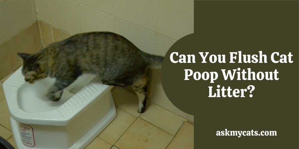 Can You Flush Cat Poop Without Litter?