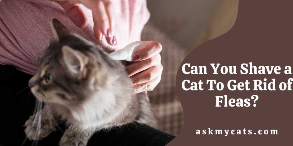 Can You Shave a Cat To Get Rid of Fleas?
