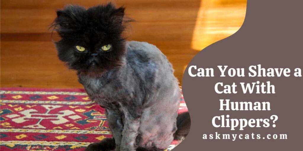 Can You Shave a Cat With Human Clippers?