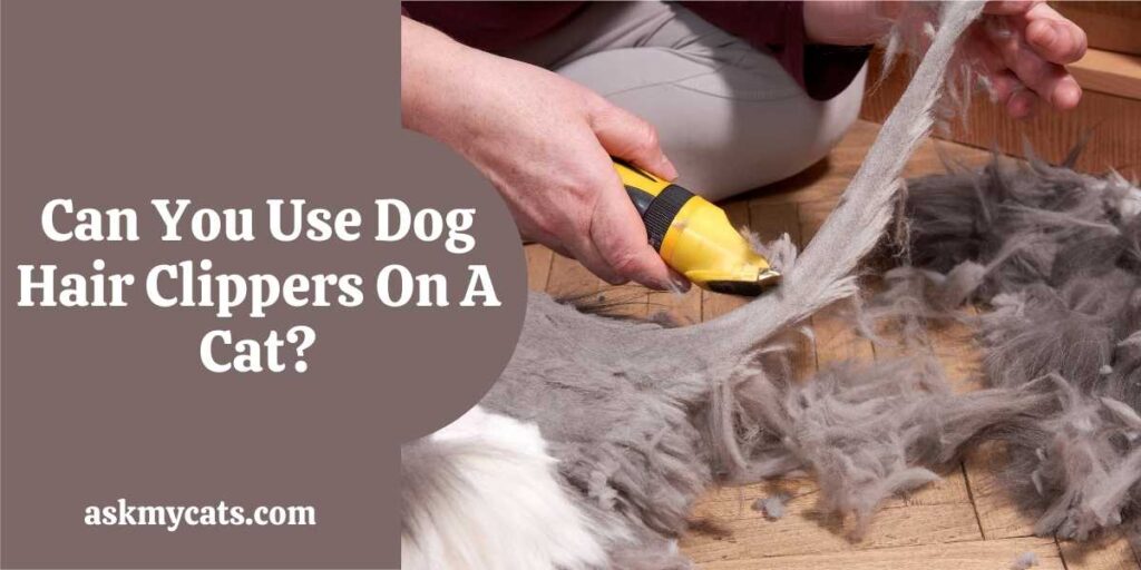 Can You Use Dog Hair Clippers On A Cat?