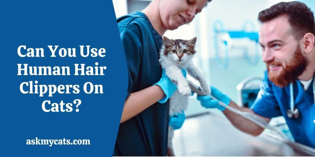 Can You Use Human Hair Clippers On Cats?