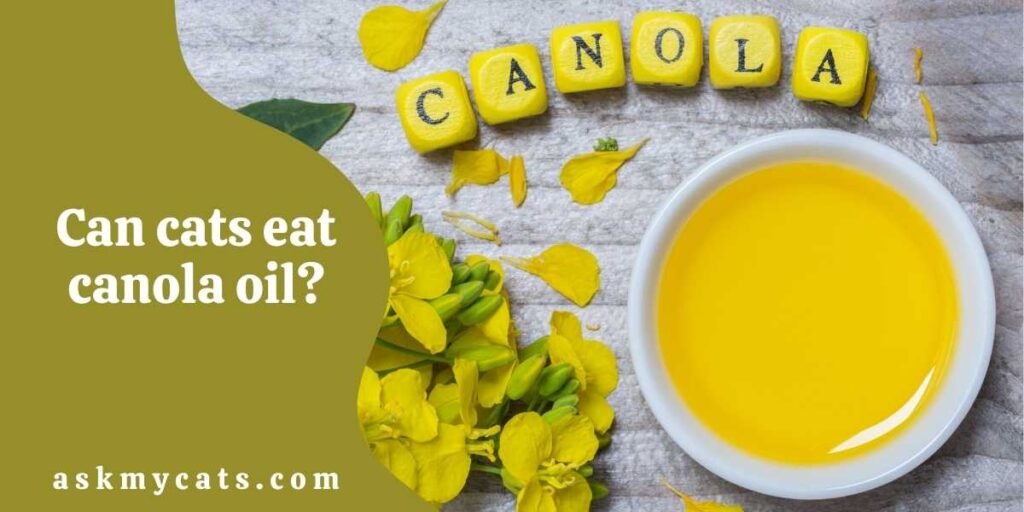 Can cats eat canola oil?