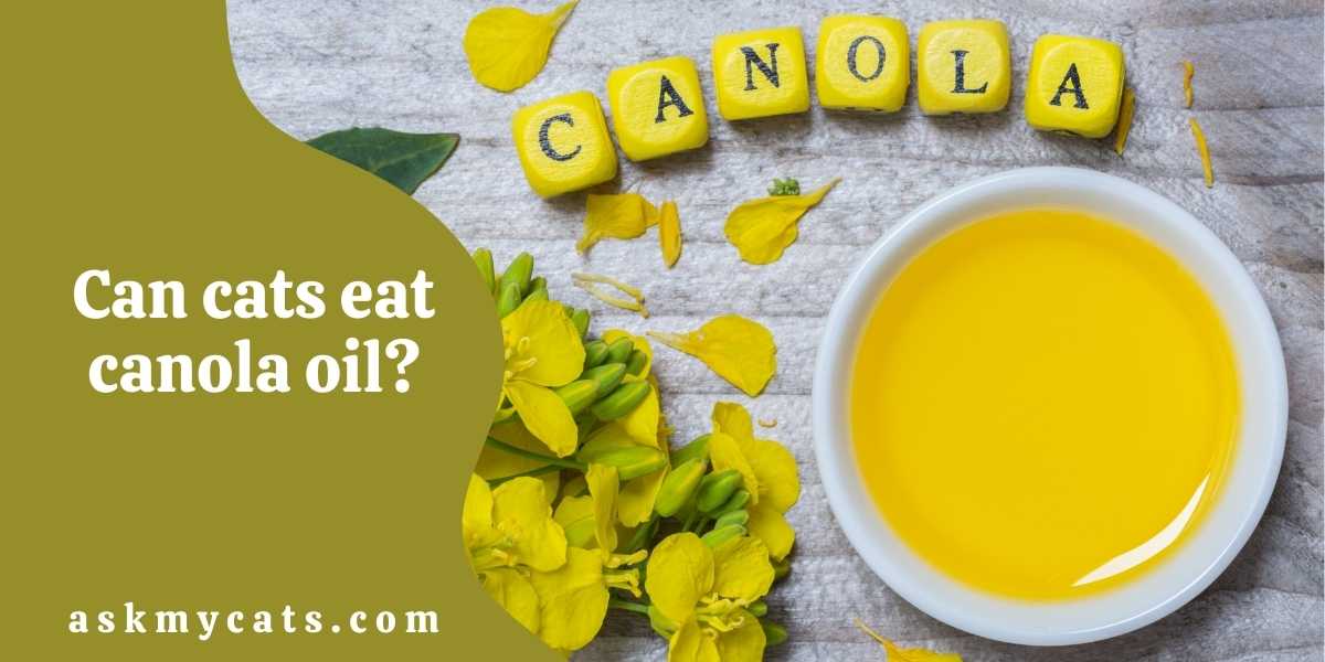 Can Cats Eat Canola Oil? Is Canola Oil Beneficial For Cats?