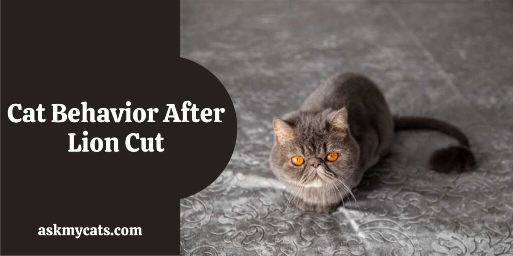 Cat Behavior After Lion Cut