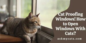Cat Proofing Windows! How to Open Windows With Cats?