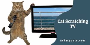 Cat Scratching TV: How Can I Get My Cat To Stop Scratching The TV?