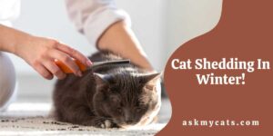 Cat Shedding In Winter! Tips to Deal With Winter Shedding in Cats