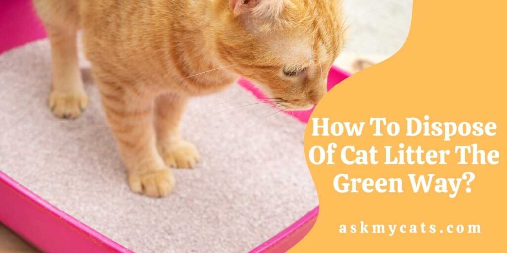 How To Dispose Of Cat Litter The Green Way?